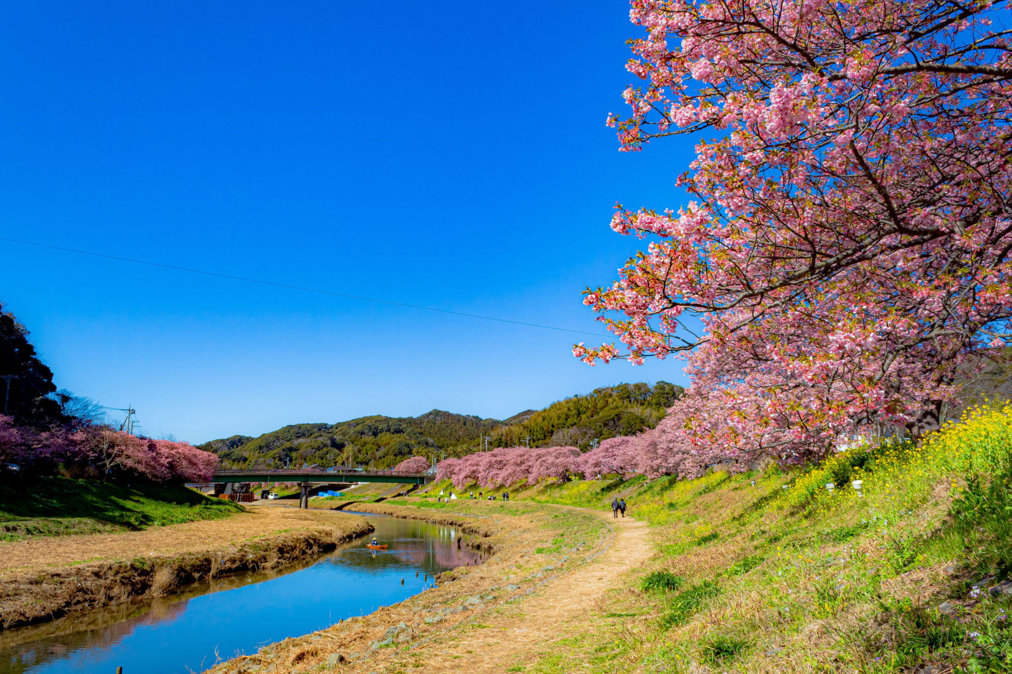 開花する早咲き桜 河津桜 一足早く春の訪れを感じさせてくれる