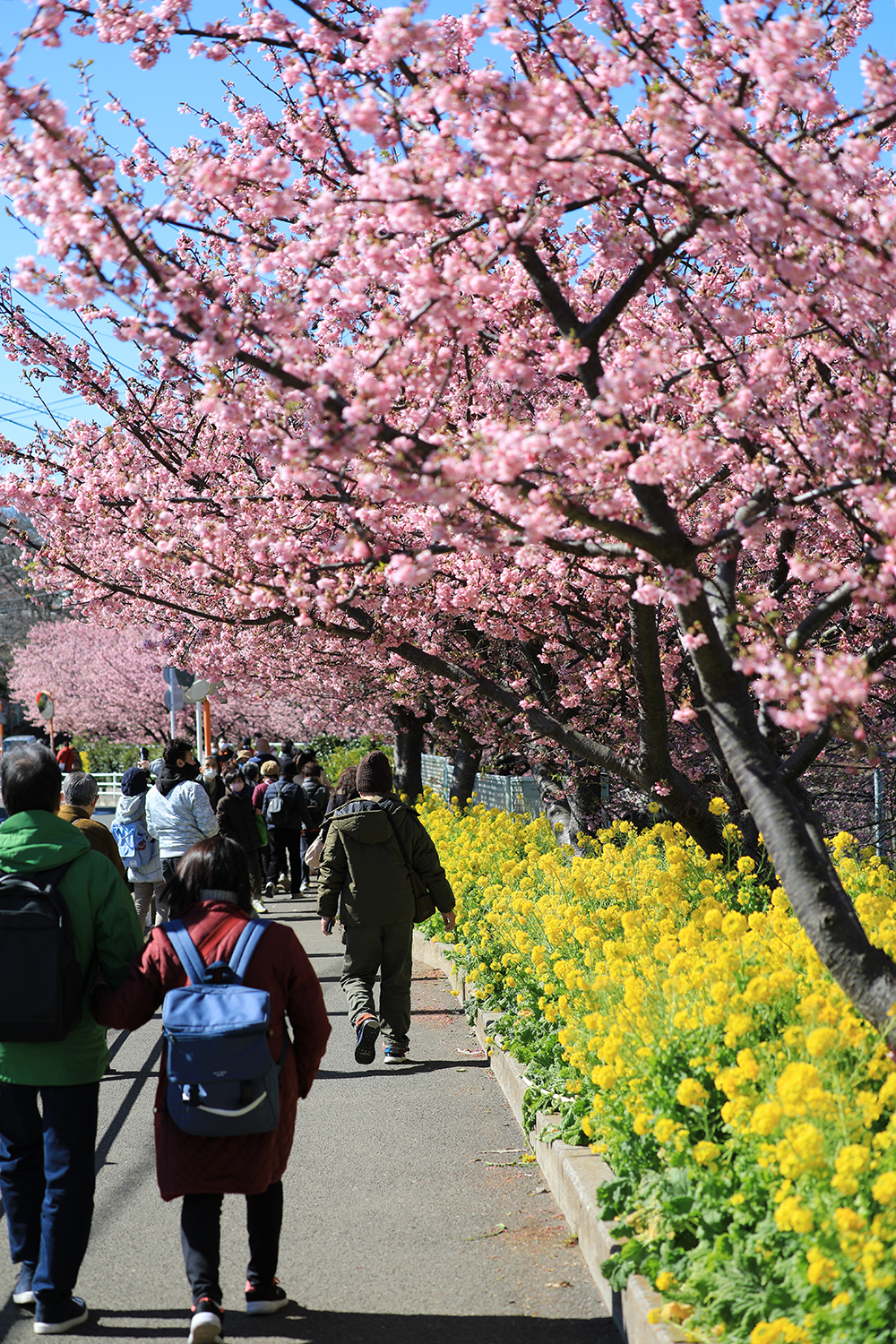 開花する早咲き桜 河津桜 一足早く春の訪れを感じさせてくれる