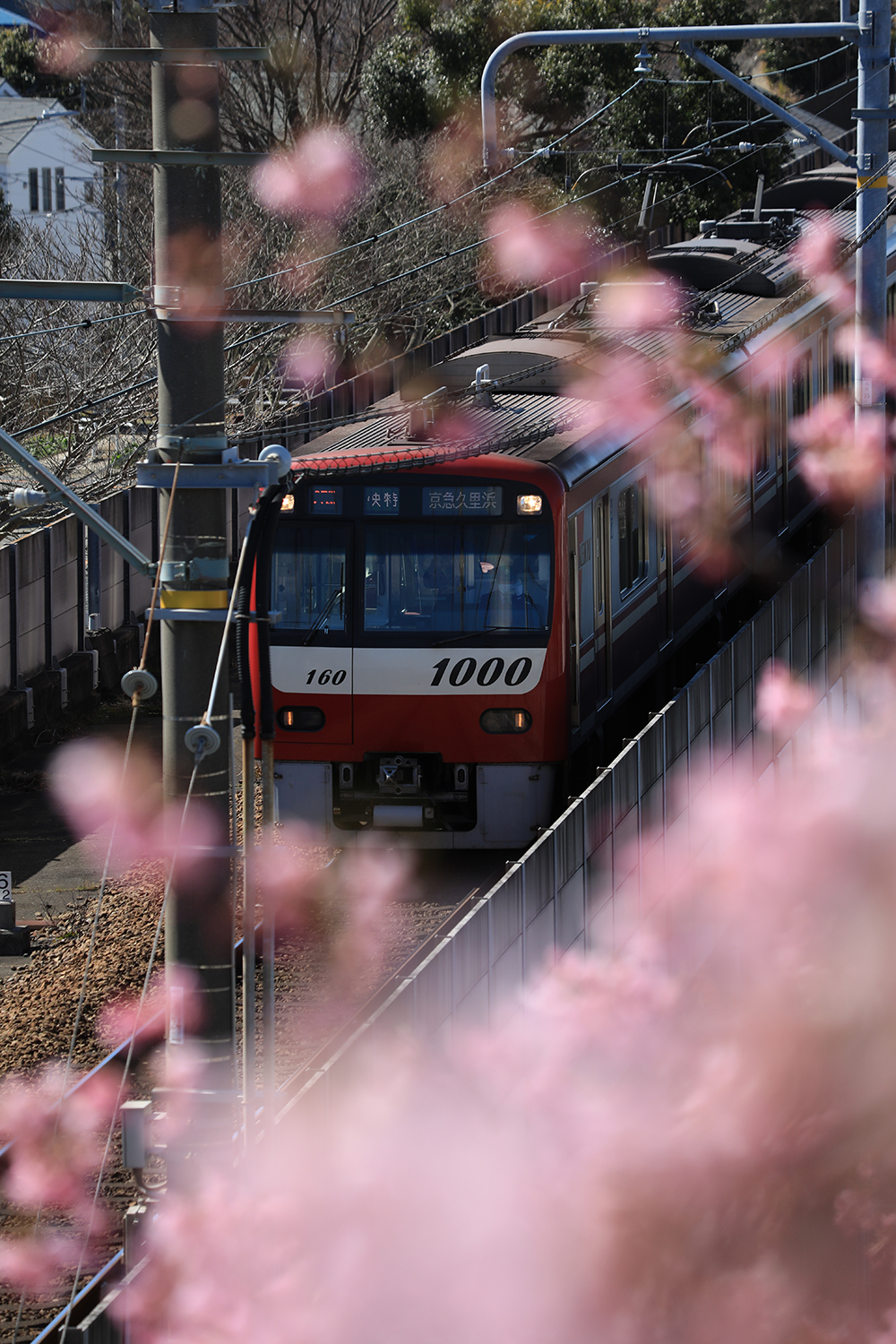 開花する早咲き桜 河津桜 一足早く春の訪れを感じさせてくれる