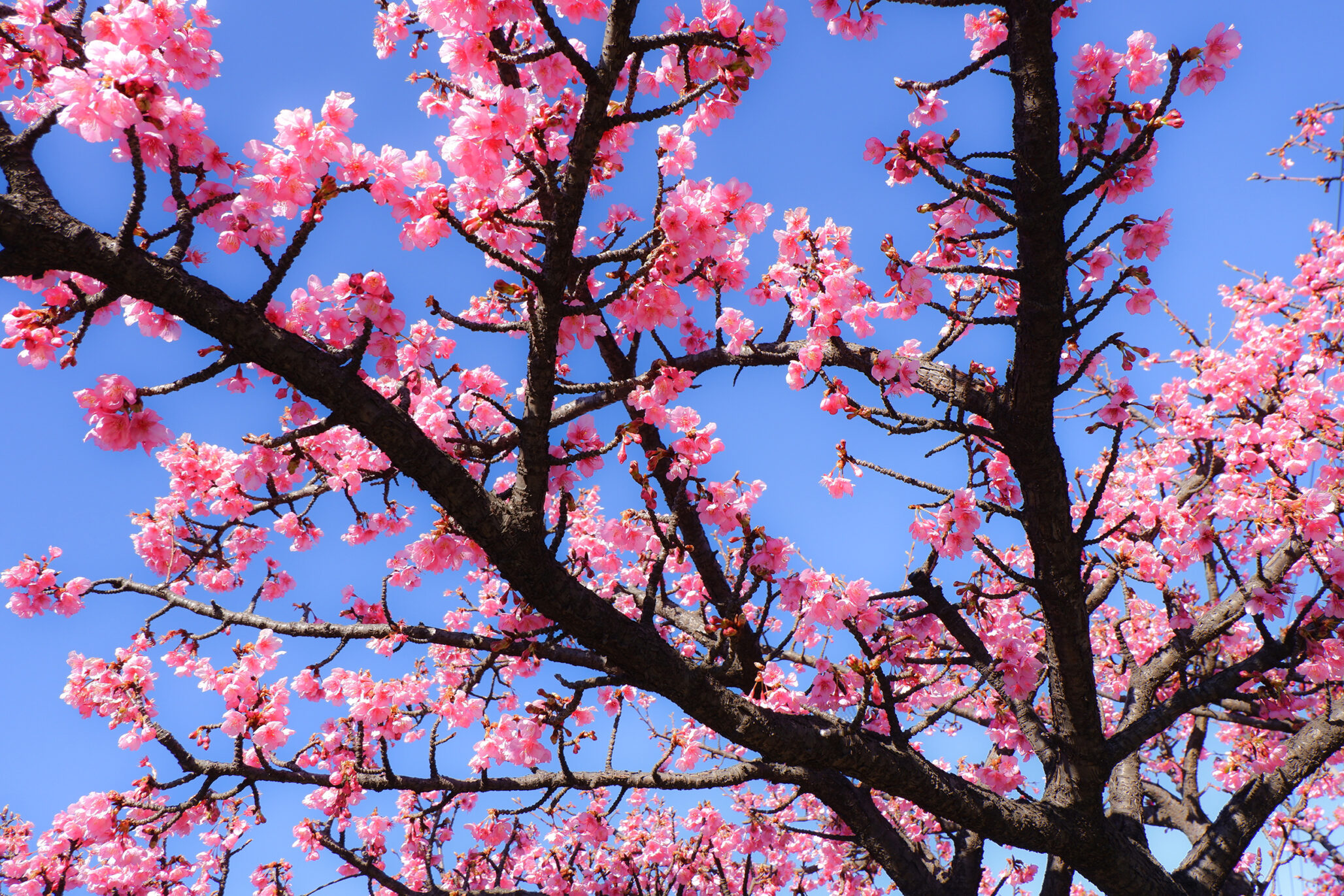 開花する早咲き桜 河津桜 一足早く春の訪れを感じさせてくれる