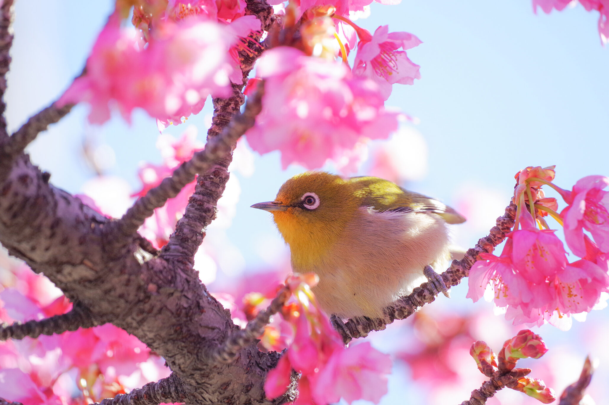 開花する早咲き桜 河津桜 一足早く春の訪れを感じさせてくれる