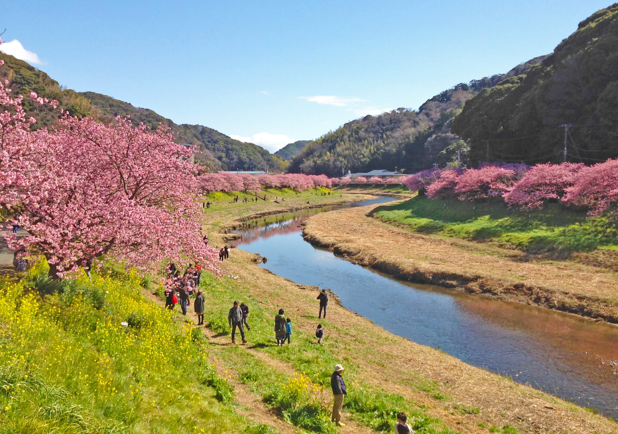 開花する早咲き桜 河津桜 一足早く春の訪れを感じさせてくれる